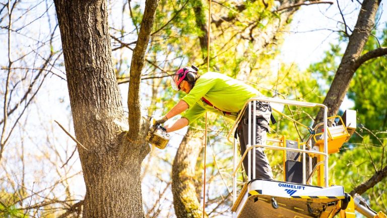 Tree Trimming Job: చెట్లు కొడితే చాలు.. గంటకు రూ. 49,000.. ఎక్కడంటే.?