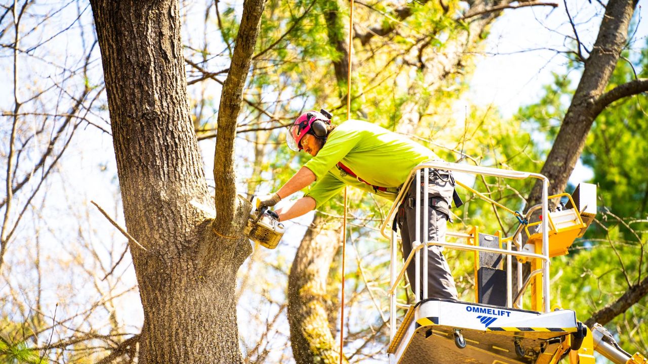 Tree Trimming Job: చెట్లు కొడితే చాలు.. గంటకు రూ. 49,000.. ఎక్కడంటే.?