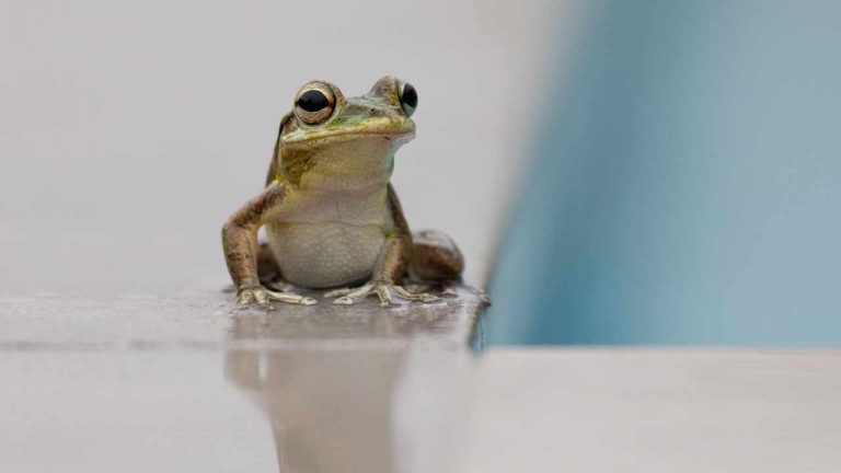 Frog Control Tips : ఇంట్లోకి కప్పలు రాకుండా ఉండాలా? ఈ సింపుల్ చిట్కాలు పాటించండి.!