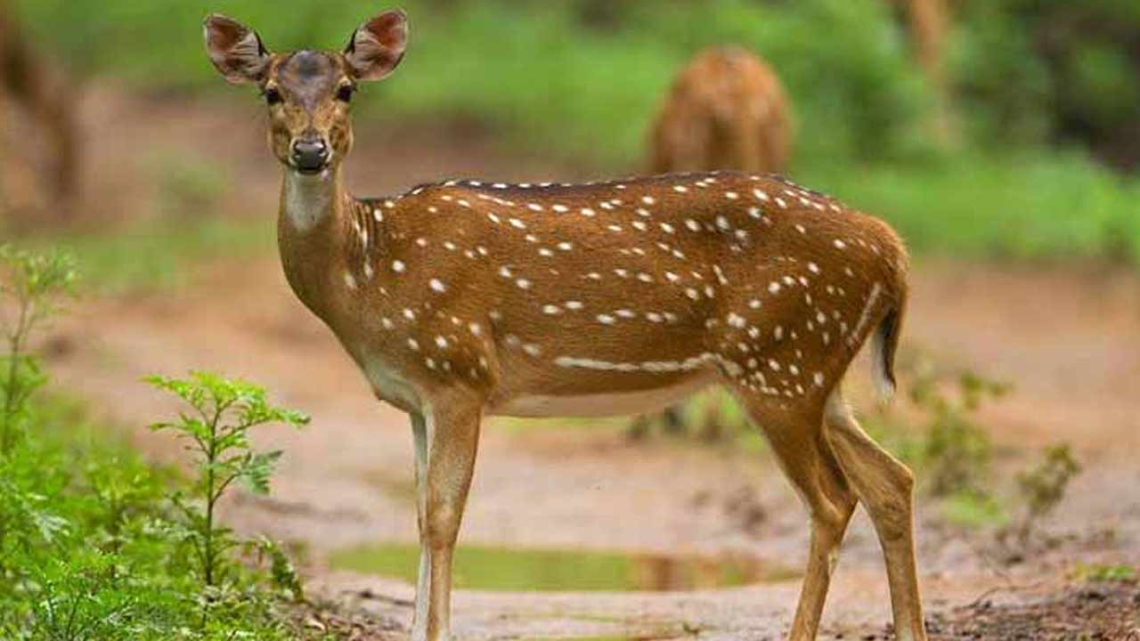 Krishna Deer Hunting : కృష్ణ జింకల వేట.. ముగ్గురు నిందితుల అరెస్ట్..!