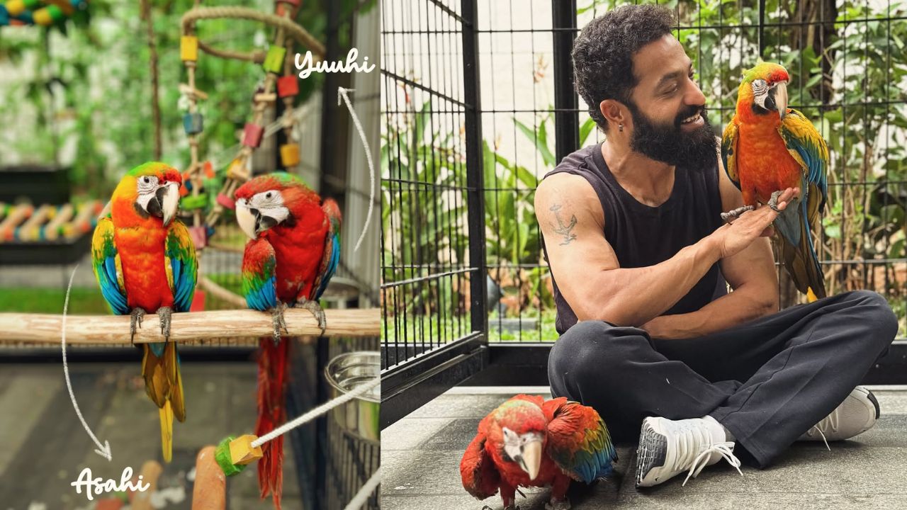 NTR: ఎన్టీఆర్ ఇంట్లోకి కొత్త అతిథులు.. జపాన్ పేర్లు ఎందుకు పెట్టారో తెలుసా?