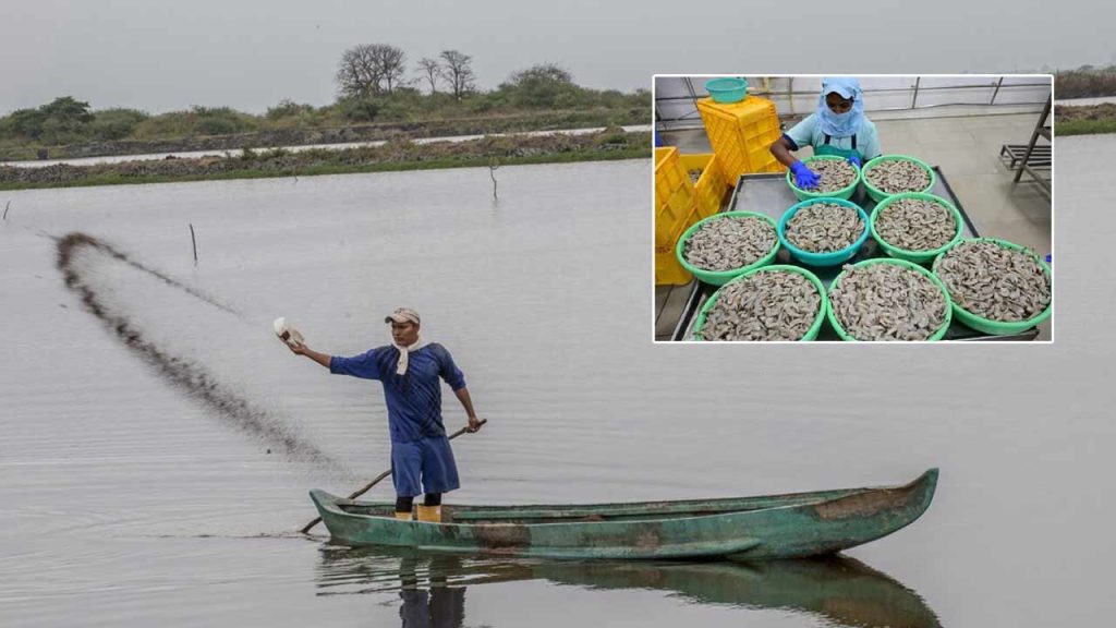 Aqua Farmers