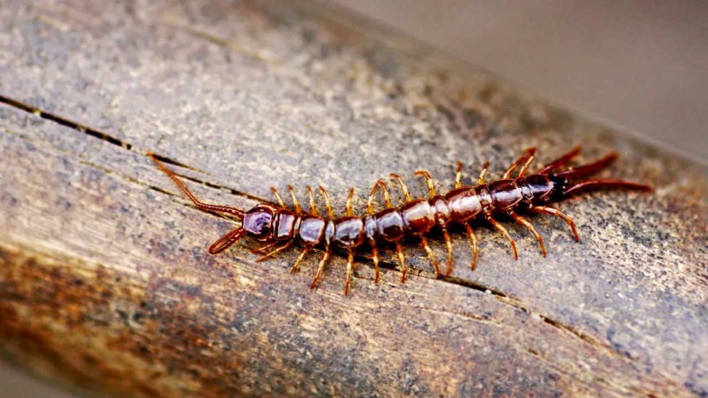 Centipedes