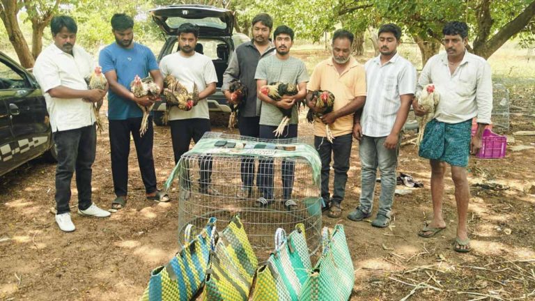 Cockfight: కోడిపందాలపై ఎస్‌ఓటీ పంజా.. ఎనిమిది మంది అరెస్ట్, పరారీలో కింగ్ పిన్..