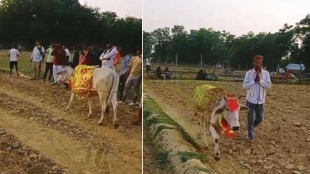 Cow Circulation