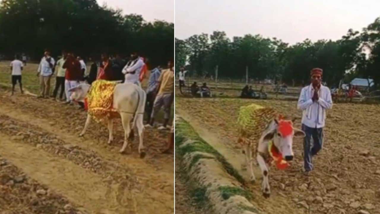 shravasti cow circling field seven days sarra disease miracle truth