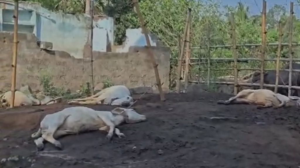 Devipatnam Tiger Attack