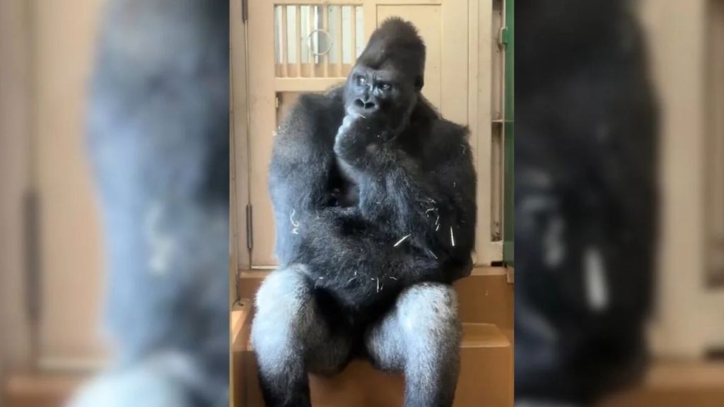 Gorilla Viral Video