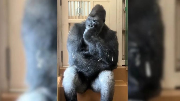 Gorilla Viral Video: సేమ్‌ టు సేమ్‌.. మనిషిలా గొరిల్లా ఎక్స్‌ప్రెషన్స్.. వీడియో వైరల్..!