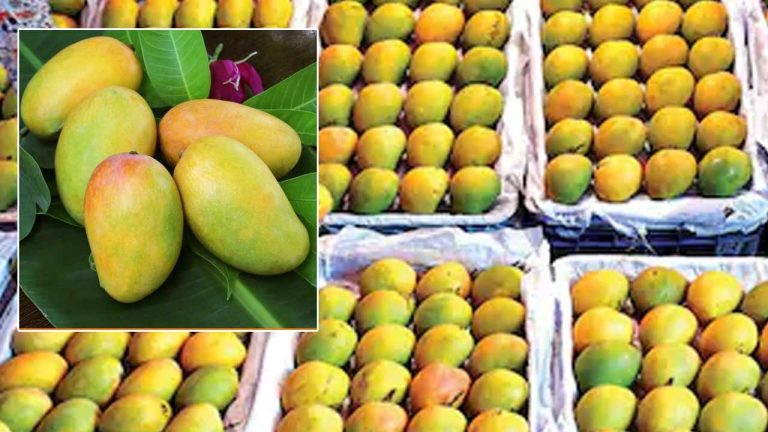 Kesar Mango Record: పండ్ల రాజు గిర్ కేసర్ మామిడి.. 10 ఏళ్ల రికార్డులు బద్దలు