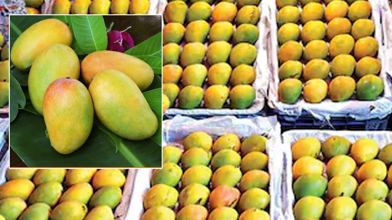 gujarat kesar mango season breaks 10 year record with 9 44 lakh boxes in 61 days