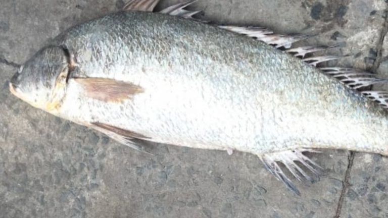 Rare Fish: అంతర్వేదిలో అరుదైన ఫిష్.. మత్స్యకారులకు అదృష్టాన్ని తెచ్చిన ‘మగ కచిడి చేప’!