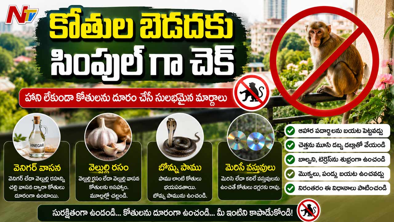 how to keep monkeys away from your balcony and terrace simple and effective tips