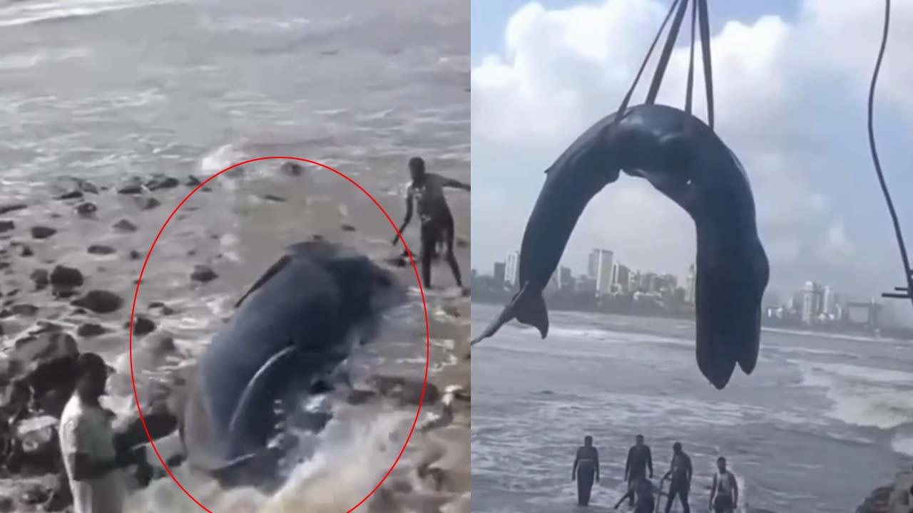 Mumbai: ఒడ్డుకు కొట్టుకొచ్చిన భారీ తిమింగలం.. రెస్క్యూ ఆపరేషన్ ఫెయిల్.. చివరికిలా..!