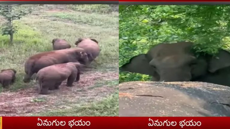 Parvathipuram Manyam: పామాయిల్, జీడి తోటల్లో ఏనుగుల బీభత్సం.. భయంతో వణికిపోతున్న రైతులు.!