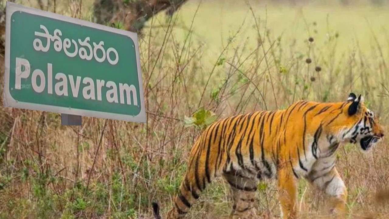 Polavaram Tiger: పోలవరం జిల్లాలో పులి సంచారం కలకలం..  గండి పోశమ్మ మార్గంలో అప్రమత్తం!