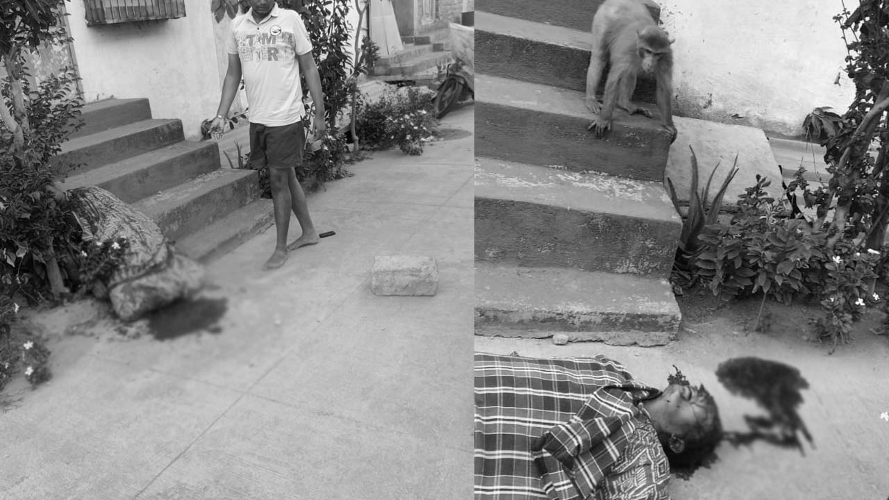 jagtial monkey fight cement brick woman death