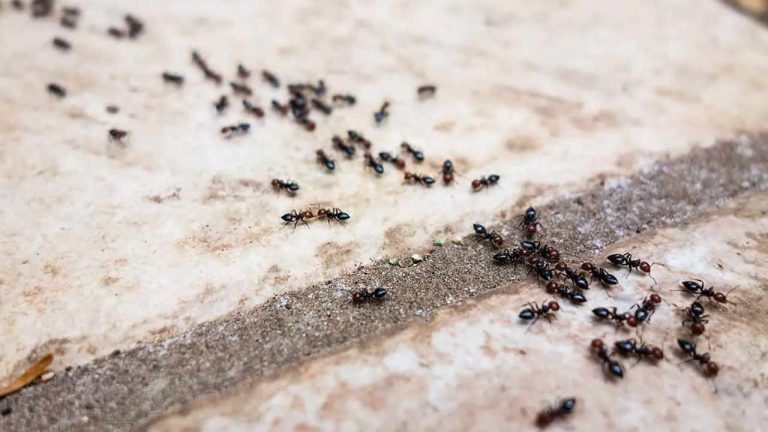 Home Remedies : ఇంట్లో చీమల బెడదా.? 2 పదార్థాలతో శాశ్వత పరిష్కారం.!