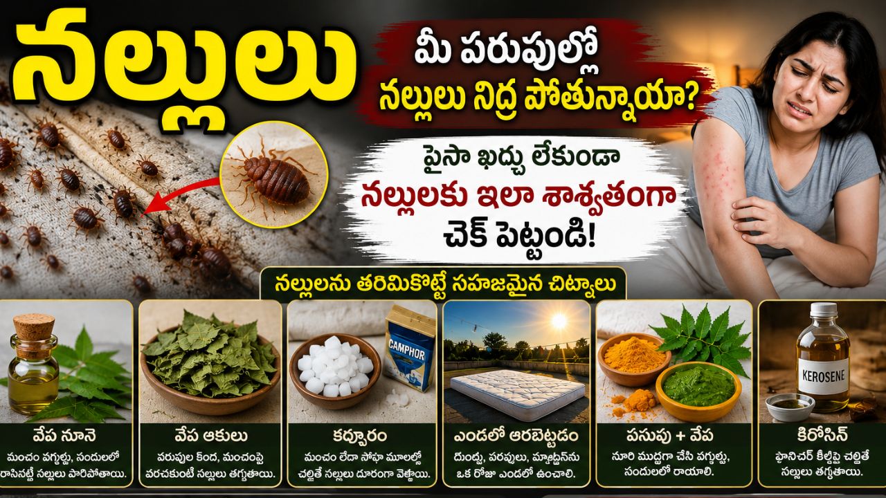 Bed Bugs: మీ పరుపుల్లో నల్లులు నిద్ర పోతున్నాయా? పైసా ఖర్చు లేకుండా నల్లులకు ఇలా శాశ్వతంగా చెక్ పెట్టండి!