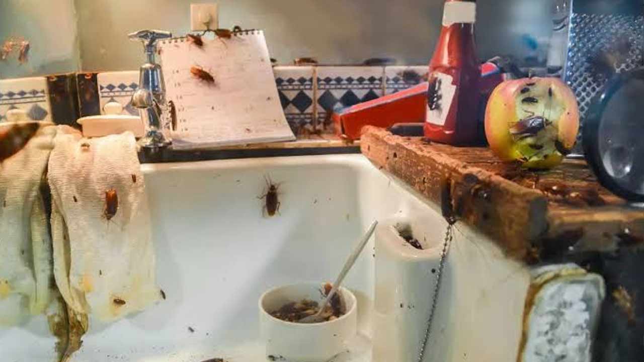 Cockroach Control : ఫ్రిజ్‌లో బొద్దింకల బెడదా.? ఈ సింపుల్ ట్రిక్‌తో చెక్‌ పెట్టండి..!