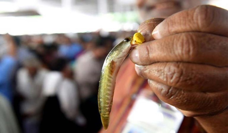 Fish Prasadam 2026 : ఈనెల 8న రాత్రి 9 గంటల నుంచి ‘చేప ప్రసాదం’ పంపిణీ..