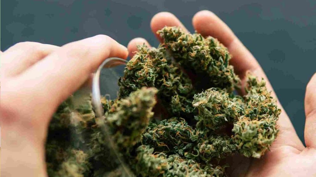 Ganja