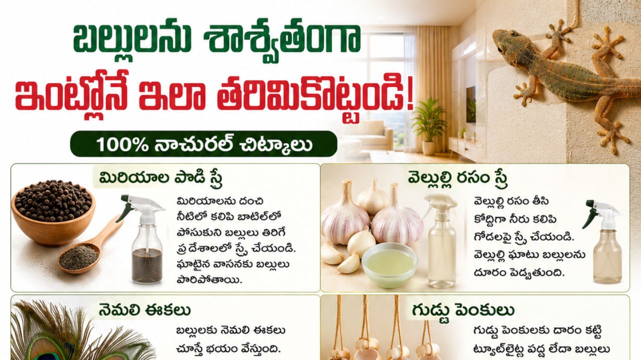 lizards: ఇంట్లో బల్లుల బెడదా? పైసా ఖర్చు లేకుండా శాశ్వతంగా తరిమికొట్టేందుకు అద్భుతమైన చిట్కాలు ఇవే!