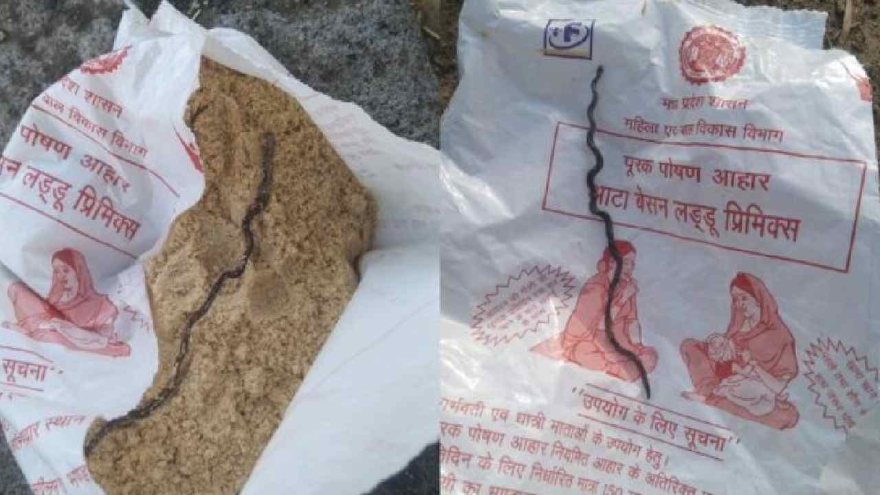 dead snake found in anganwadi food packet for pregnant woman