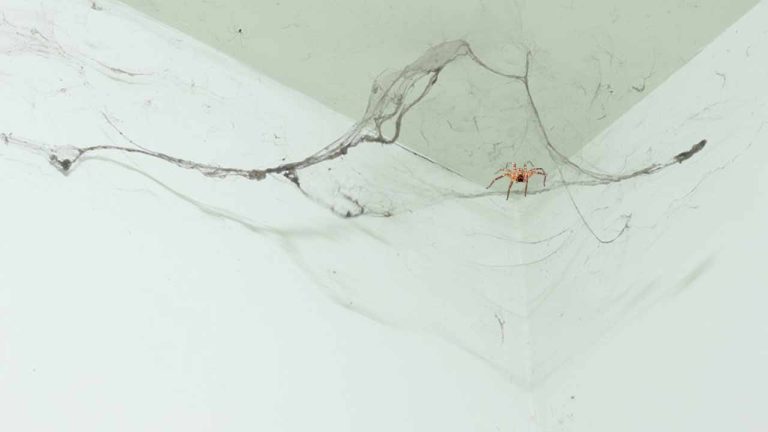 Spider Control : వర్షాకాలంలో సాలీళ్ల బెడదా.? ఈ సహజమైన స్ప్రేలతో చెక్ పెట్టండి.!