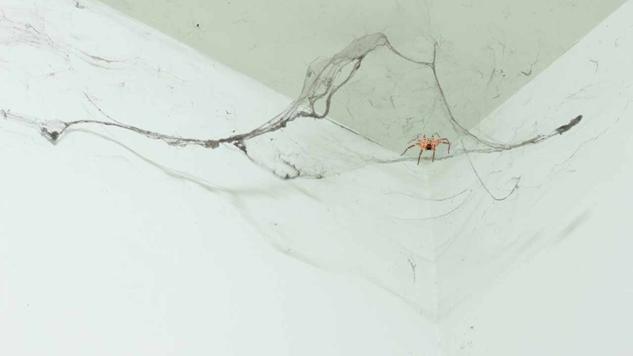 Spider Control : వర్షాకాలంలో సాలీళ్ల బెడదా.? ఈ సహజమైన స్ప్రేలతో చెక్ పెట్టండి.!