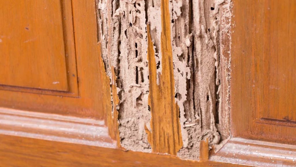 Termites