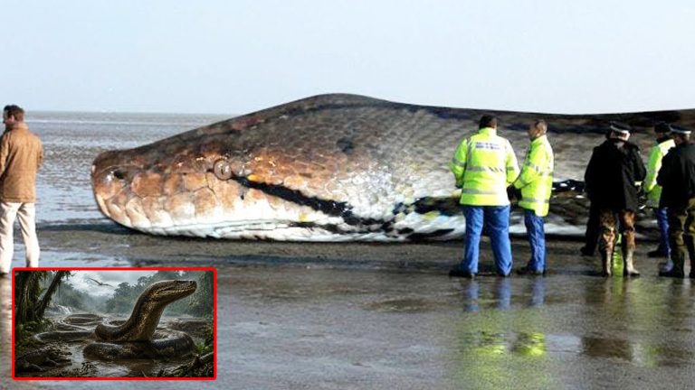Titanoboa: డైనోసార్ల తర్వాత భూమిని ఏలిన ‘టైటానోబోవా’.. ఈ అతిపెద్ద సర్పం గురించి షాకింగ్ విషయలు..