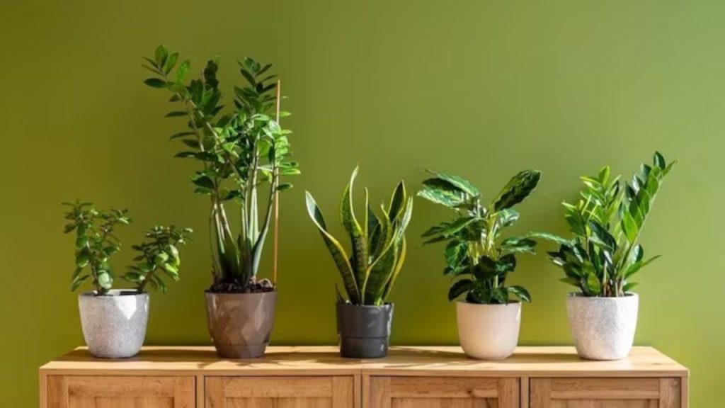 5 Lucky Plants