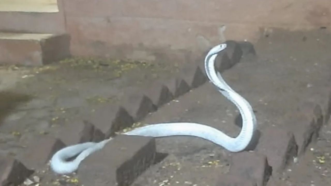 Albino Cobra: శ్వేతనాగు రహస్యాలు వింటే వణికిపోతారు.. ఈ తెల్ల పాముల వెనుక దైవ శక్తి ఉందా?
