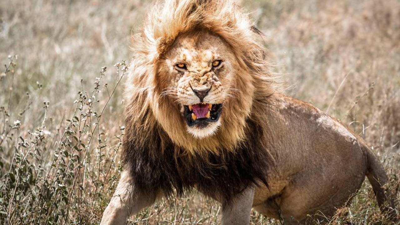 gujarat girnar lion attack boy killed pilgrimage hill junagadh