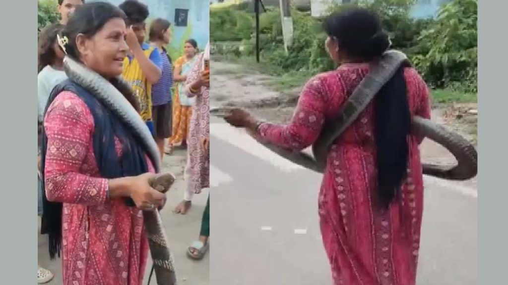 King Cobra Rescue