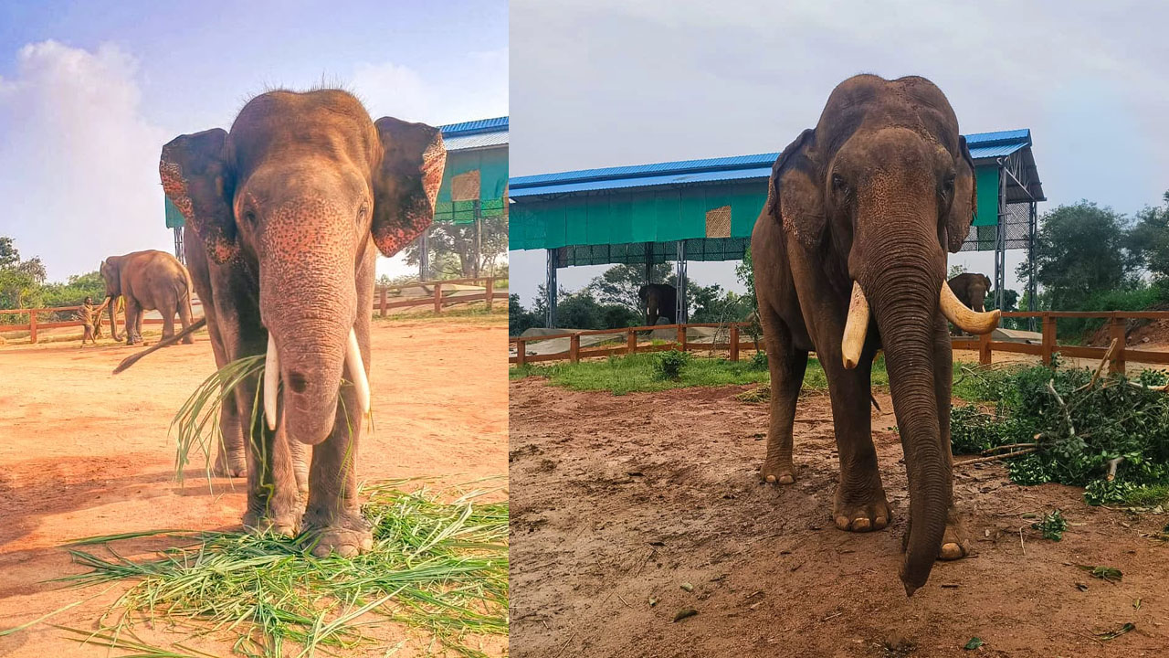 pawan kalyan deploys kumki elephants parvathipuram manyam
