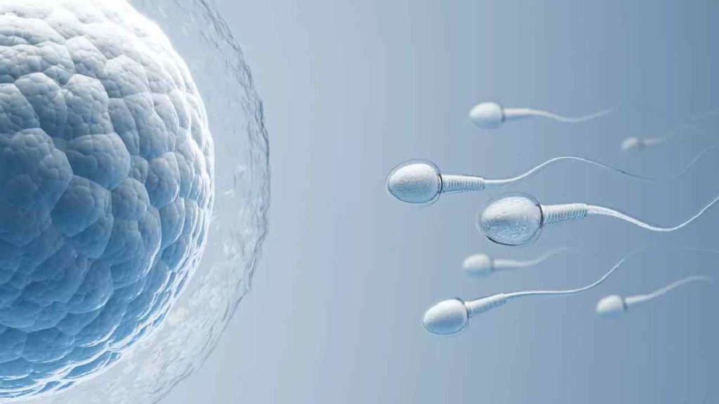 Male Fertility