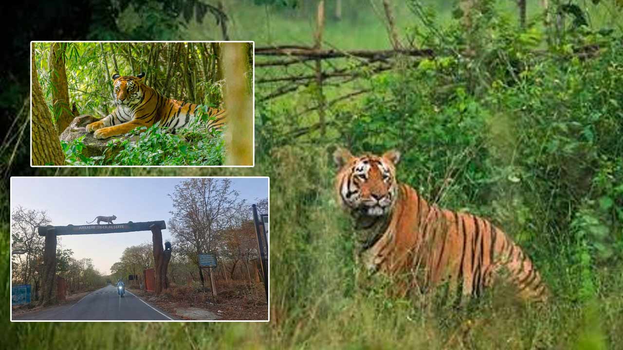 nagarjunasagar srisailam tiger reserve closed to visitors until september 30