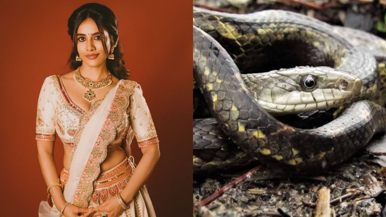 Nabha Natesh: పాములు మా ఇంట్లో కాపురం ఉంటాయి.. వాటిని చూస్తూ టిఫిన్ చేస్తా: నభా నటేష్ షాకింగ్ కామెంట్స్!