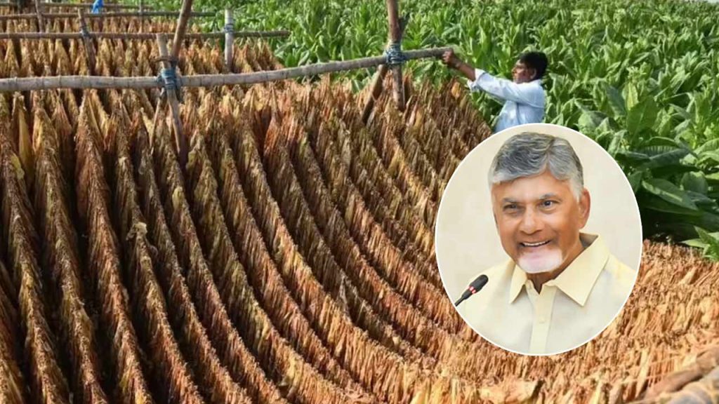 Tobacco Farmers