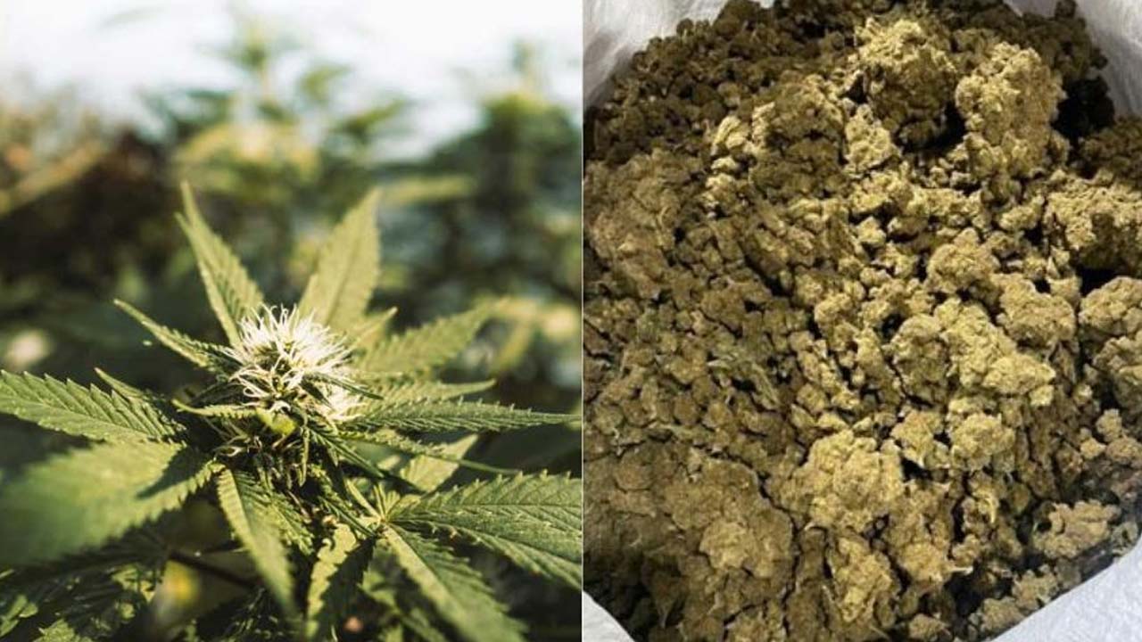Ganja Seizure : హైదరాబాద్ శివారులో రూ. 1.50 కోట్ల గంజాయి పట్టివేత