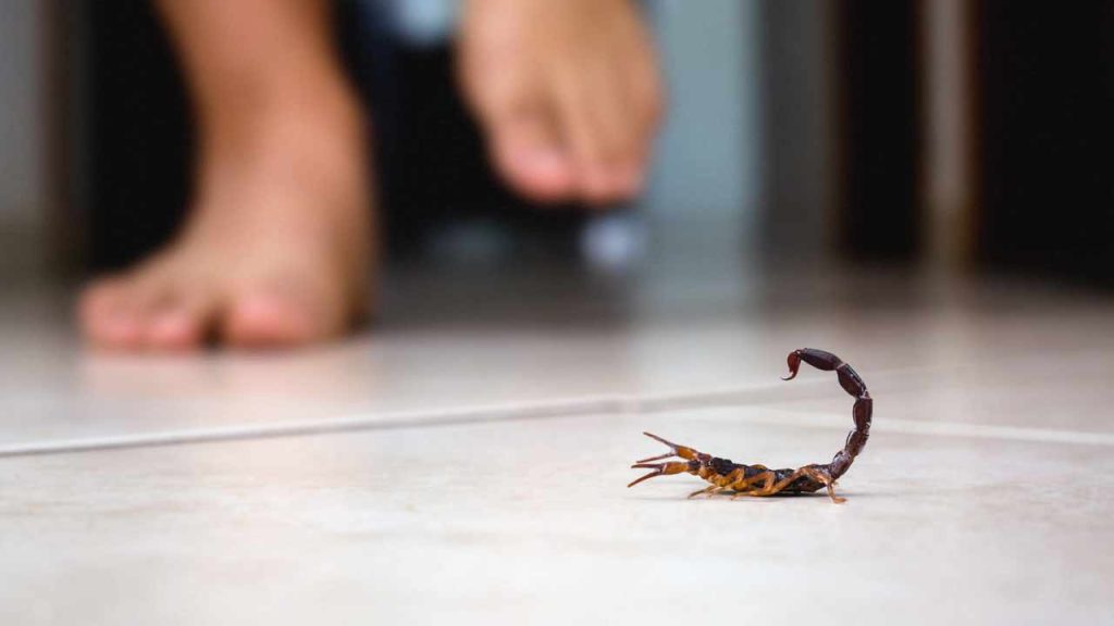 Scorpions Home