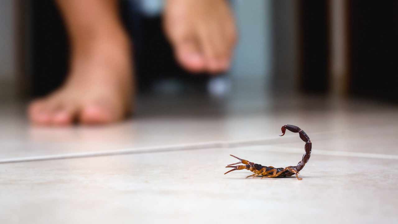 how to keep scorpions away from home naturally