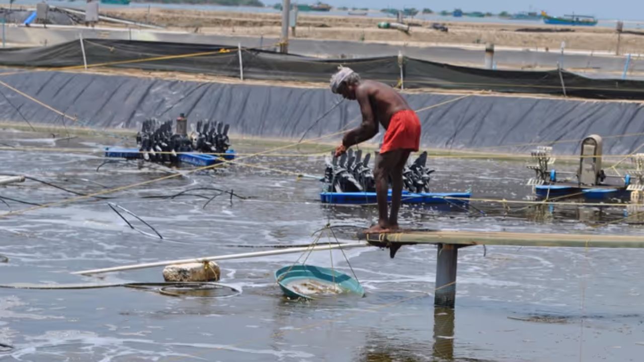 ap govt approves rs 1 50 power supply for aqua farmers