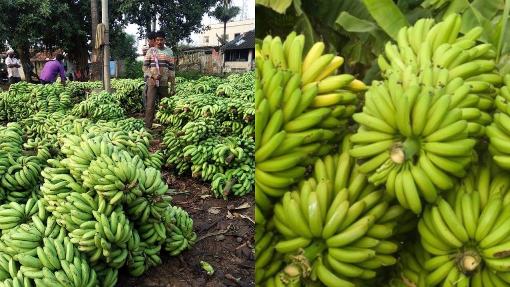 Banana Price Today