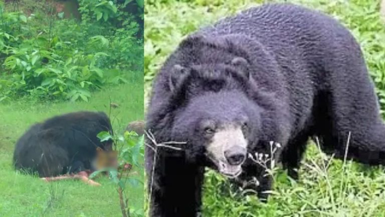 Bear Kills Siblings: ఎలుగుబంటి బీభత్సం.. అన్నాచెల్లెళ్లపై దాడి, ఇద్దరి మృతి..!