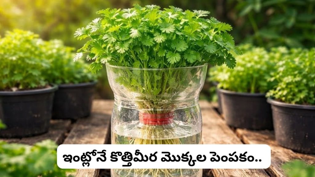 Coriander At Home