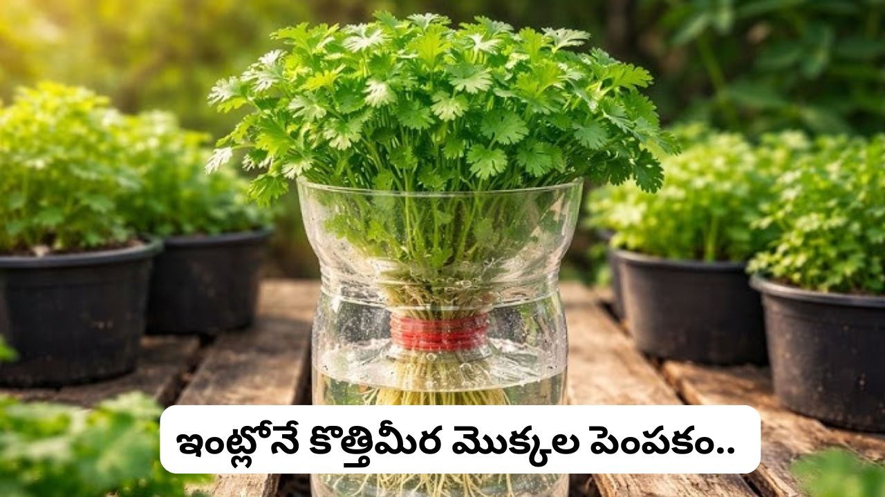 Coriander at Home: విత్తనాలు లేకుండానే కొత్తిమీర మొక్కలను పెంచండి ఇలా.. ఇక మార్కెట్లో కొనాల్సిన అవసరమే ఉండదు.!