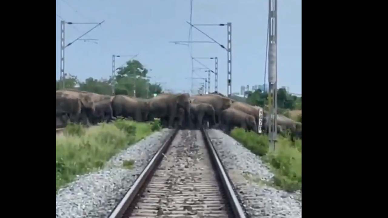 Assam: పట్టాలపైకి భారీ ఏనుగుల గుంపు.. నిలిచిపోయిన రైళ్లు